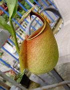 Nepenthes bicalcarata 'Red Flush' 3